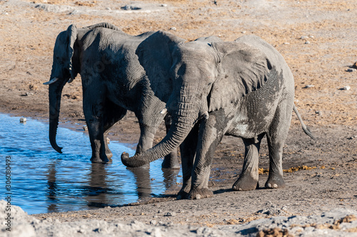 Two African Elephants -Loxodonta Africana- drinking from a waterhole. Etosha National Park  Namibia.