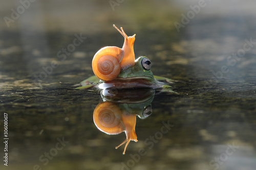 snail above the frog's head photo