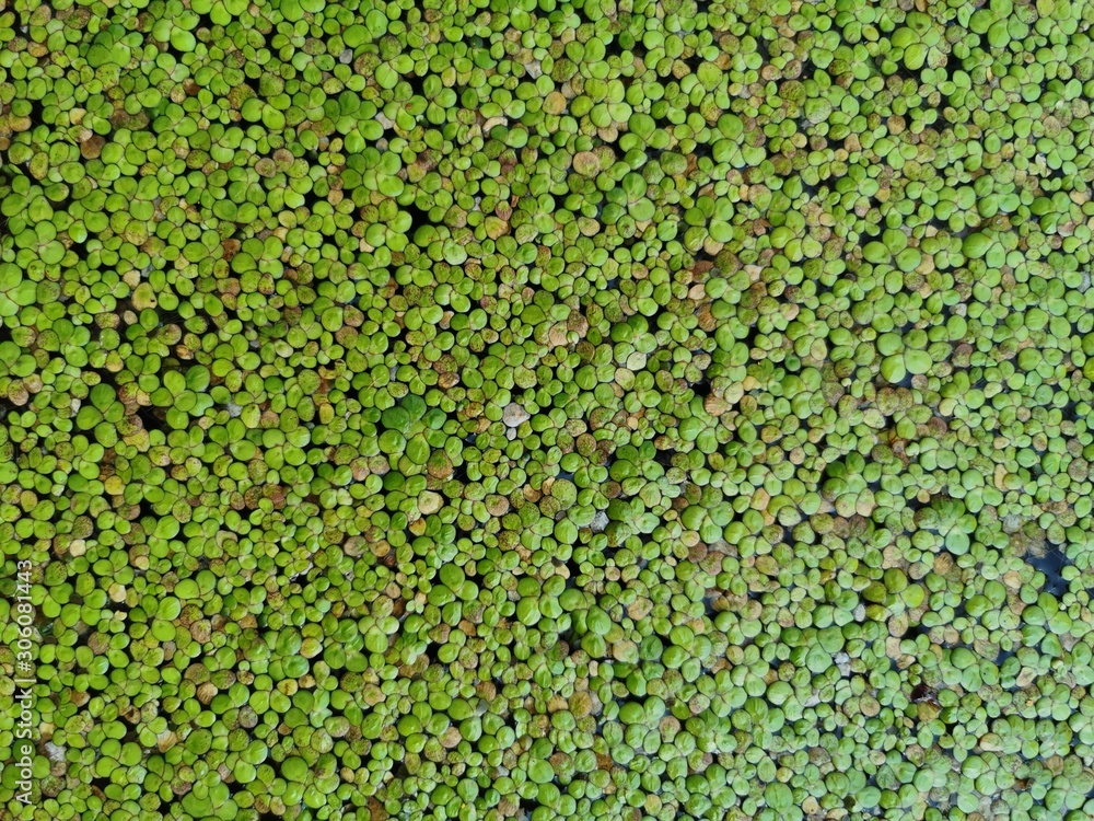 green leaves background green leaves background