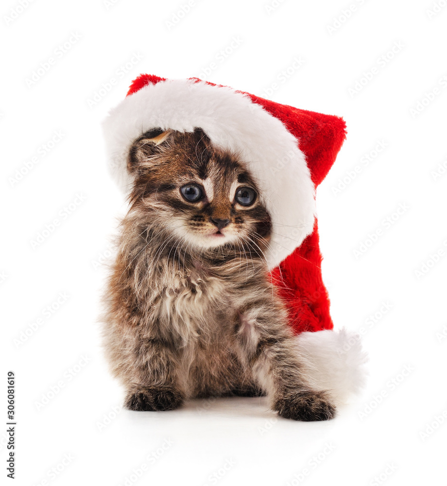 Kitten in the hat Santa. Kitten in the hat Santa.