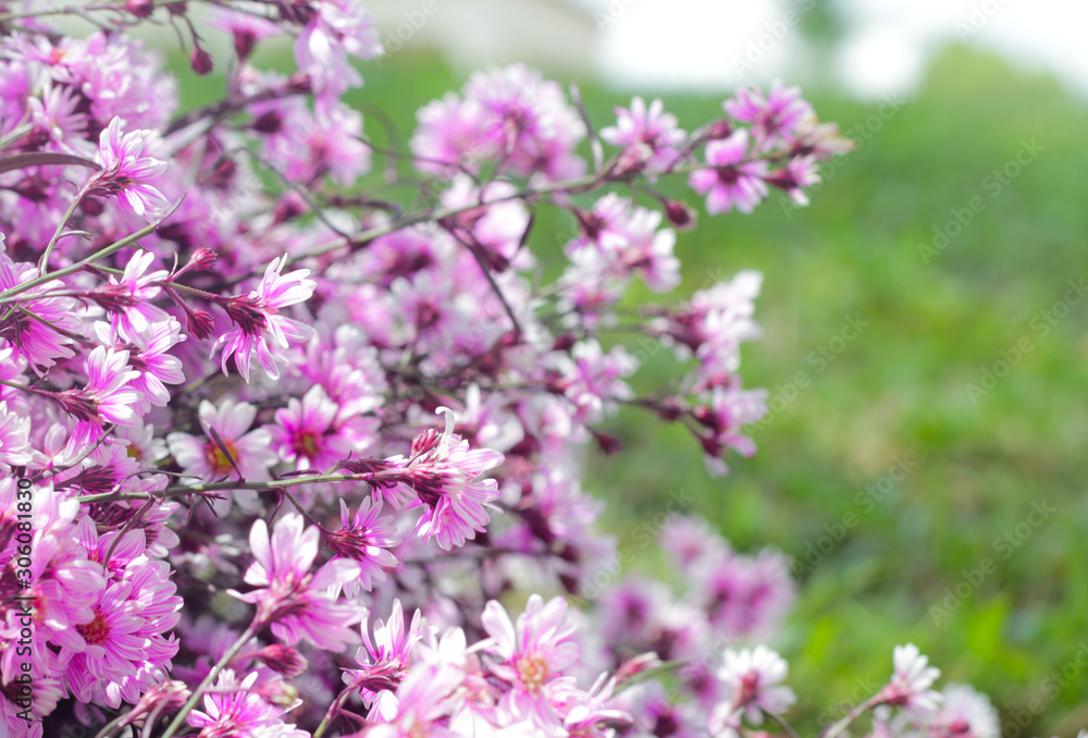 Violet flowers. Violet flowers.