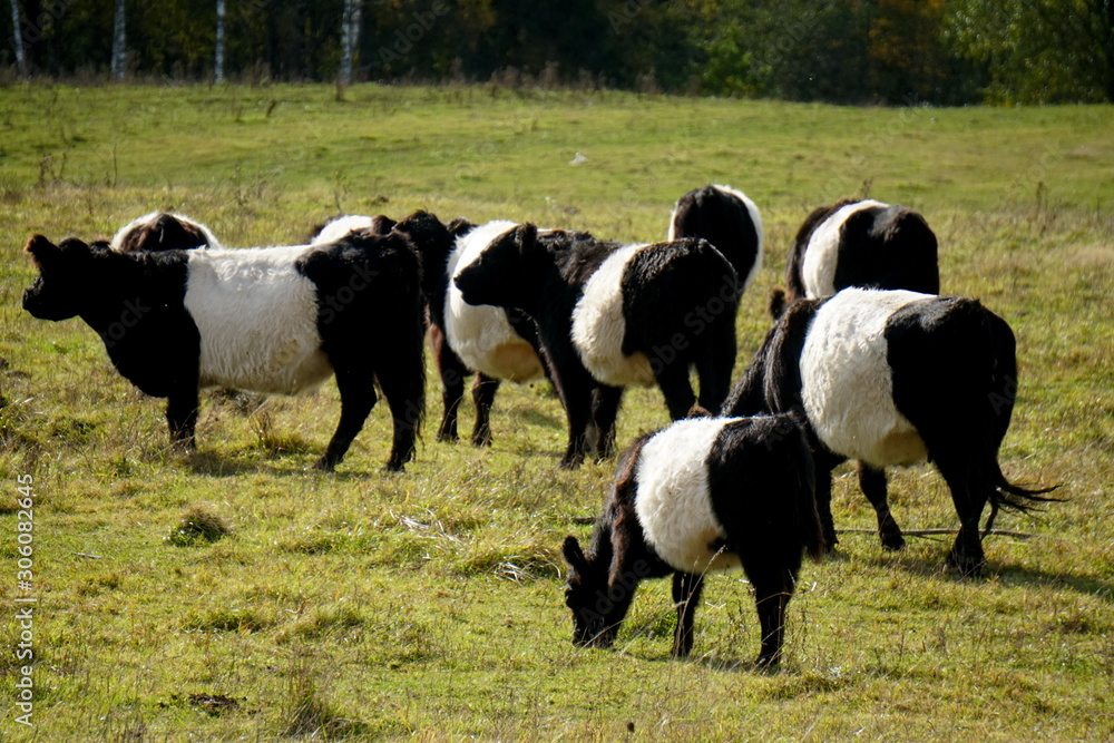 The Belted Galloway black and white cows in a misty autumn meadow in Latvia. Black and white cow on green grass pasture