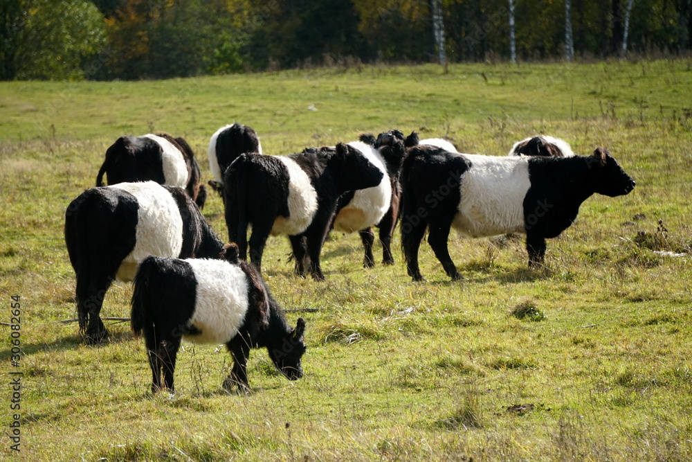 The Belted Galloway black and white cows in a misty autumn meadow in Latvia. Black and white cow on green grass pasture The Belted Galloway black and white cows in a misty autumn meadow in Latvia. Black and white cow on green grass pasture