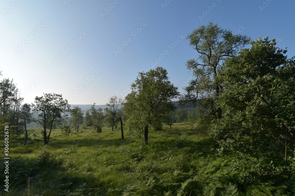 Nationalpark Hunsrück-Hochwald