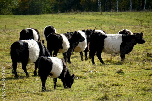 The Belted Galloway black and white cows in a misty autumn meadow in Latvia. Black and white cow on green grass pasture photo