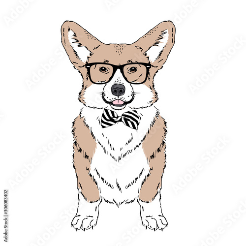 Welsh Corgi breed dog wear glasses, tie bow isolated on white background Symmetrical pet. Realistic hand drawn vector illustration.