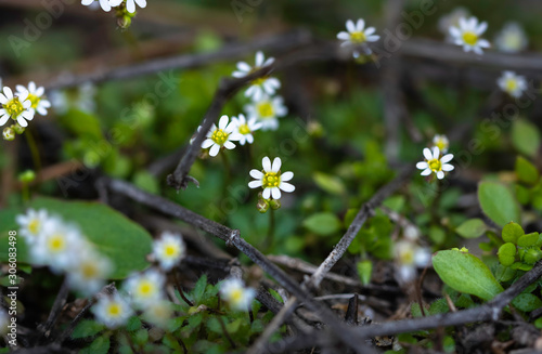 Little white daisies among branches.