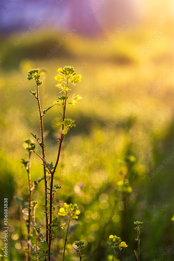 Yellow centaury / St.John's wort (Hypericum perforatum) It is also