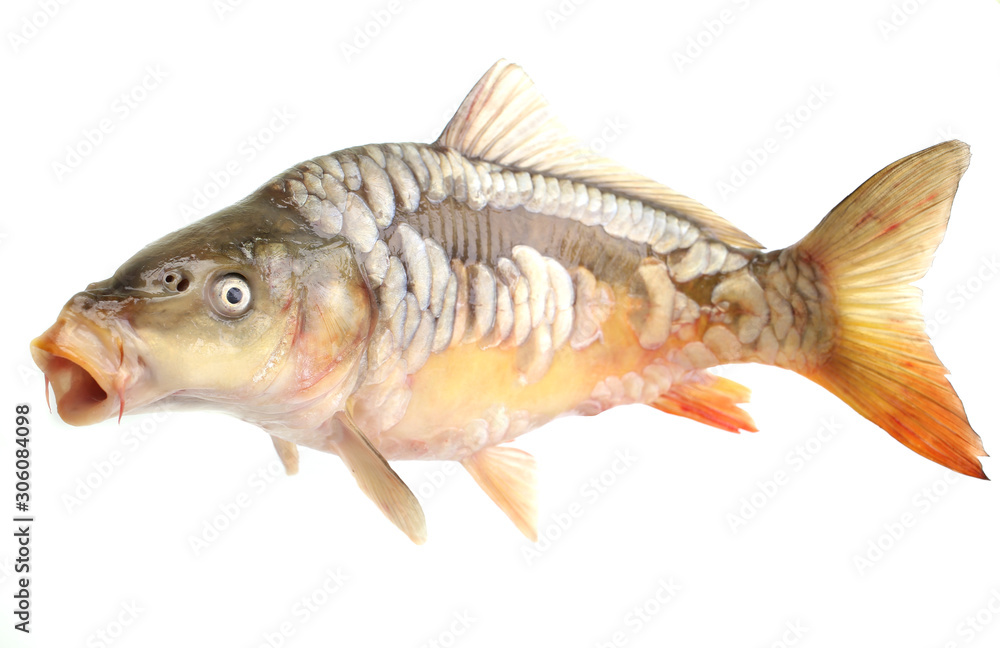 Fototapeta premium Carp fish on a white background