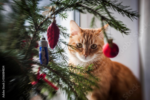 Red cat sitting under Christmas tree with red and blue toys © Elena