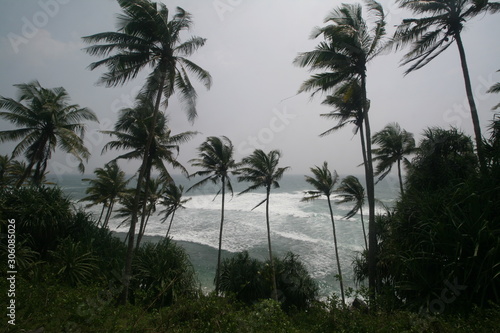 Palm trees on The Indian ocean coast, Sri Lanka.