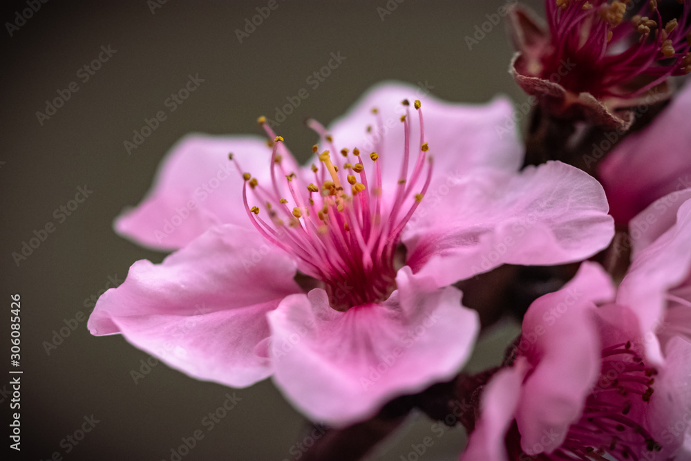 Fototapeta premium Closeup of pink flower. Cherry blossom in springtime, beautiful pink flowers, macro