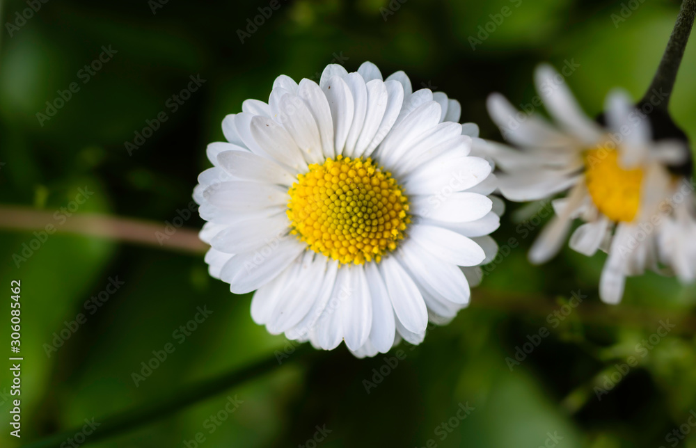 Flowering daisy field, closeup. Green background. Flowering daisy field, closeup. Green background.