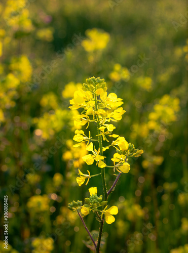 Fototapeta Naklejka Na Ścianę i Meble -  Yellow centaury / St.John's wort (Hypericum perforatum) It is also known as Yeast grass. Has antidepressant properties. Supports the functions of the digestive system!