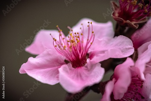 Closeup of pink flower. Cherry blossom in springtime, beautiful pink flowers, macro