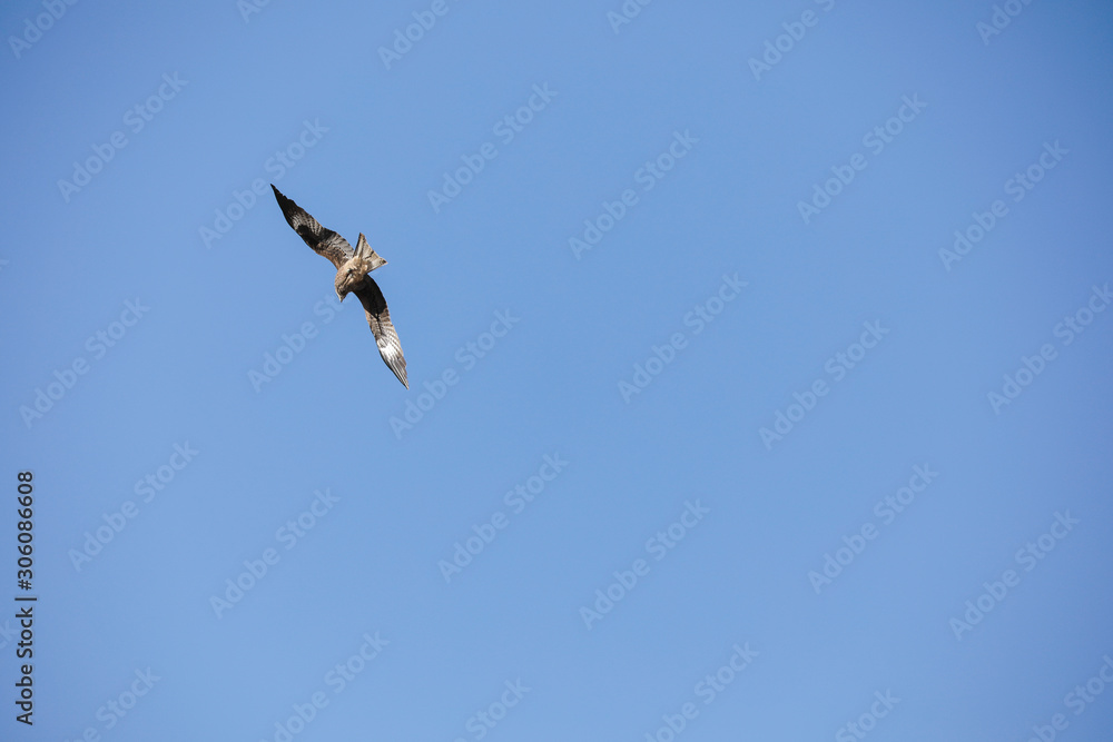 Sapsan in flight. Canyon Sapsan in flight. Canyon