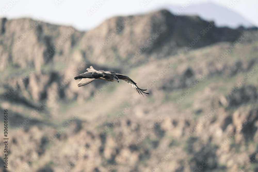 Sapsan in flight. Canyon Sapsan in flight. Canyon