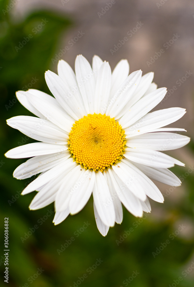 Yellow daisy in natural environment Yellow daisy in natural environment