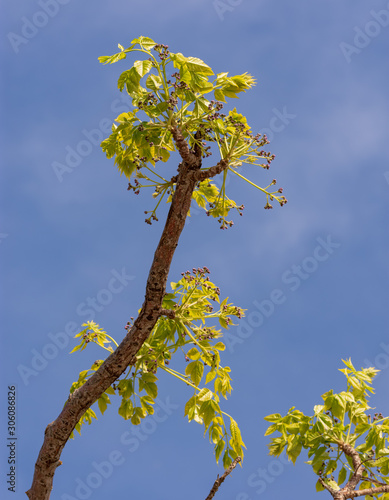Low angle view of bare tree against clear sky, leafs in the foreground.