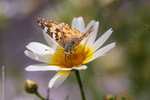 Sunny day, yellow daisy and butterfly, macro photo.