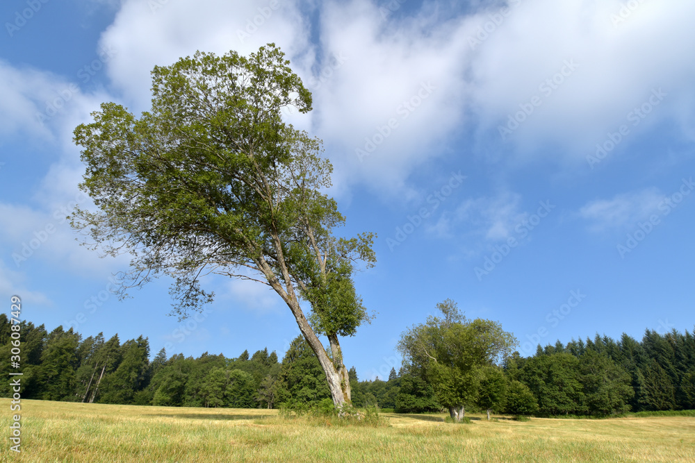 Fototapeta premium Nationalpark Hunsrück-Hochwald