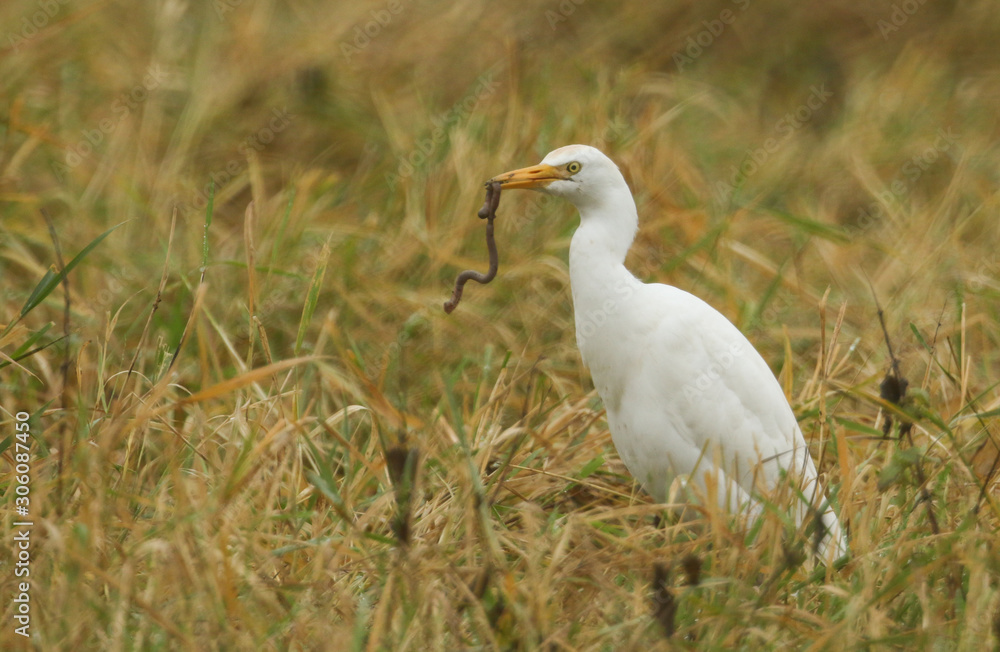 Obraz premium A rare Cattle Egret, Bubulcus ibis, standing in a meadow with an earthworm in its beak, which it has just caught and is about to eat.