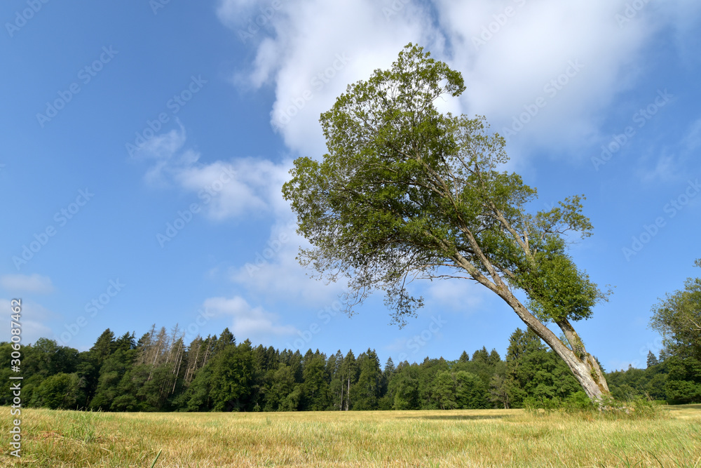 Obraz premium Nationalpark Hunsrück-Hochwald