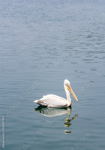 A white pelican fish is waiting in the middle of the sea in Old Foca.