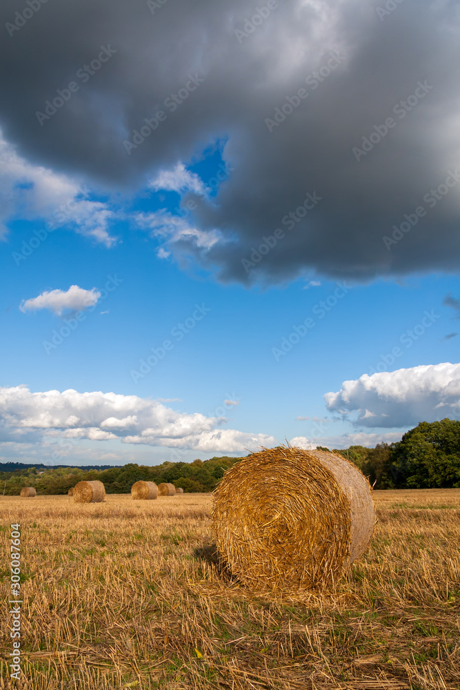 Hay bales in a field after the harvest