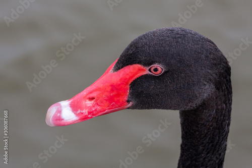 Close-up of a Black Swan (cygnus atratus) © philipbird123