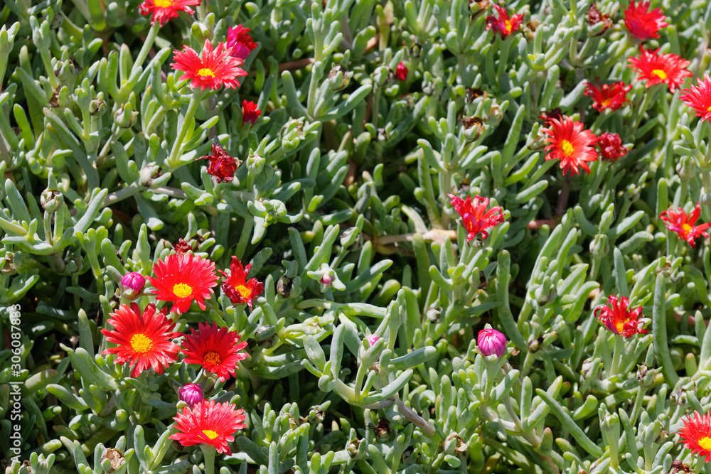 Mesembryanthemums flowering in Funchal madeira