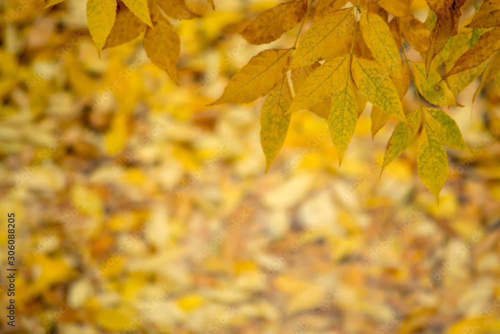 Obraz premium Autumn. Autumn leaf fall. Photo taken after the rain.