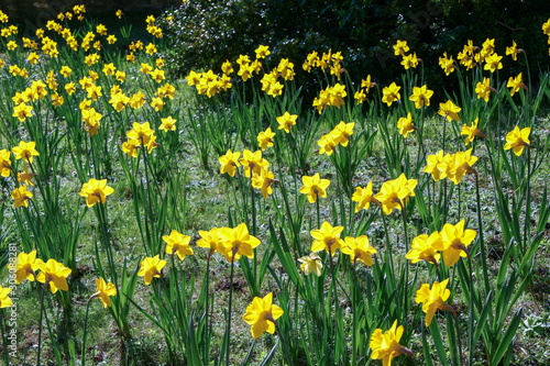 Host of golden daffodils