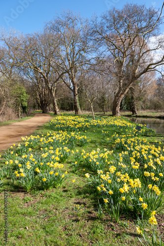 Wallpaper Mural Daffodils in bloom along the Isis river Torontodigital.ca