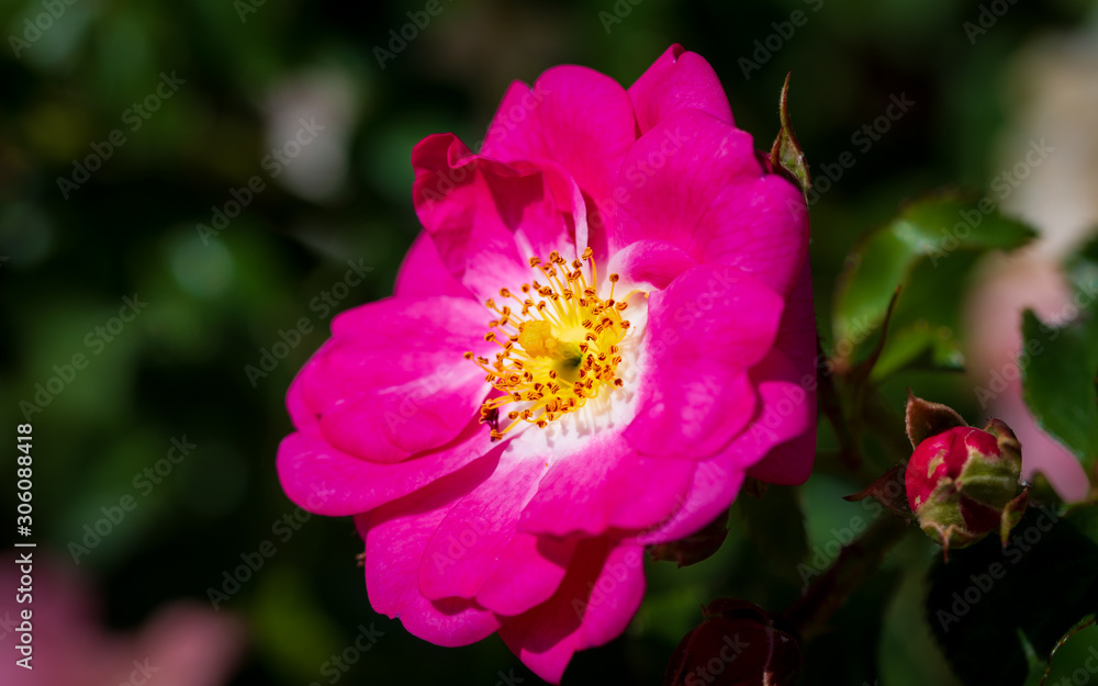 Hot pink wild rose - Rosa nutkana. images can be used as background or wallpaper. Hot pink wild rose - Rosa nutkana. images can be used as background or wallpaper.