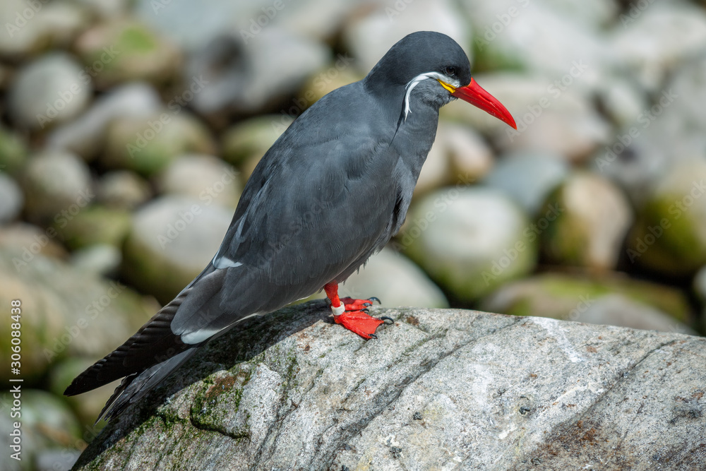 Inca Tern (Larosterna inca) resting on a rock Inca Tern (Larosterna inca) resting on a rock