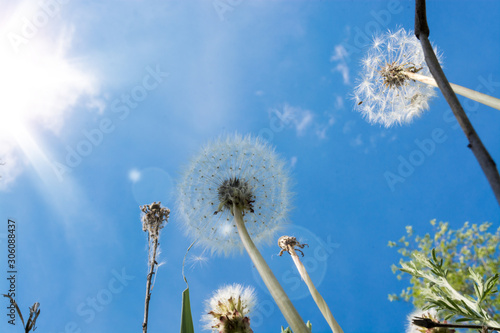 Dandelions on the background of the sky. View from the bottom up. Macromir. photo