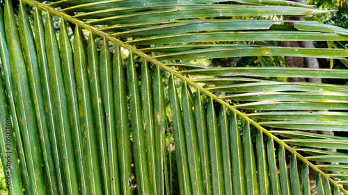 palm leaf branch closeup background