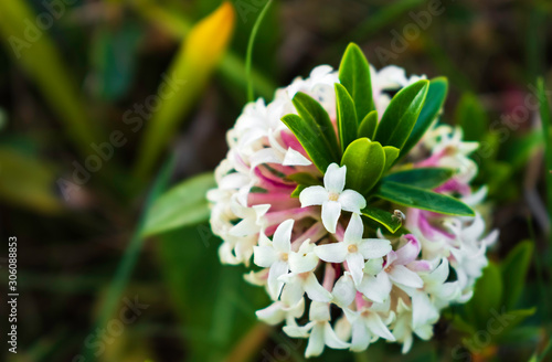 White flowers and green leafs. Abelia grandiflora, herald of Spring