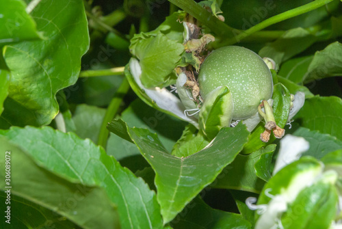 green farm of fresh passion fruit on tree