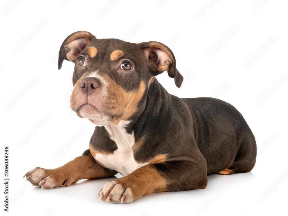 Fototapeta premium american bully in studio