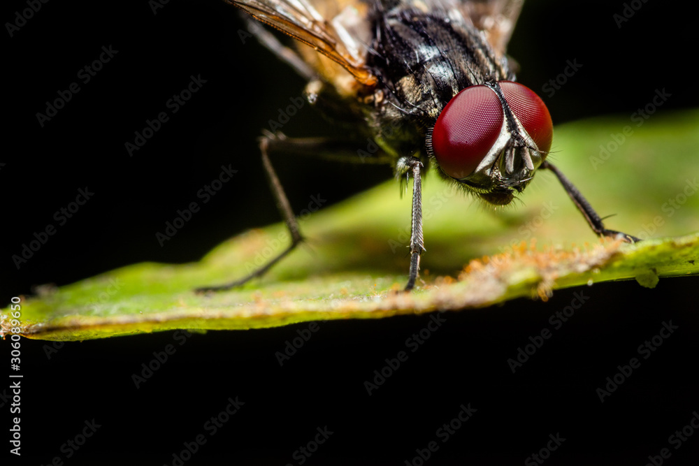 Naklejka premium MACRO CLOSEUP SHOT OF HOUSE FLY