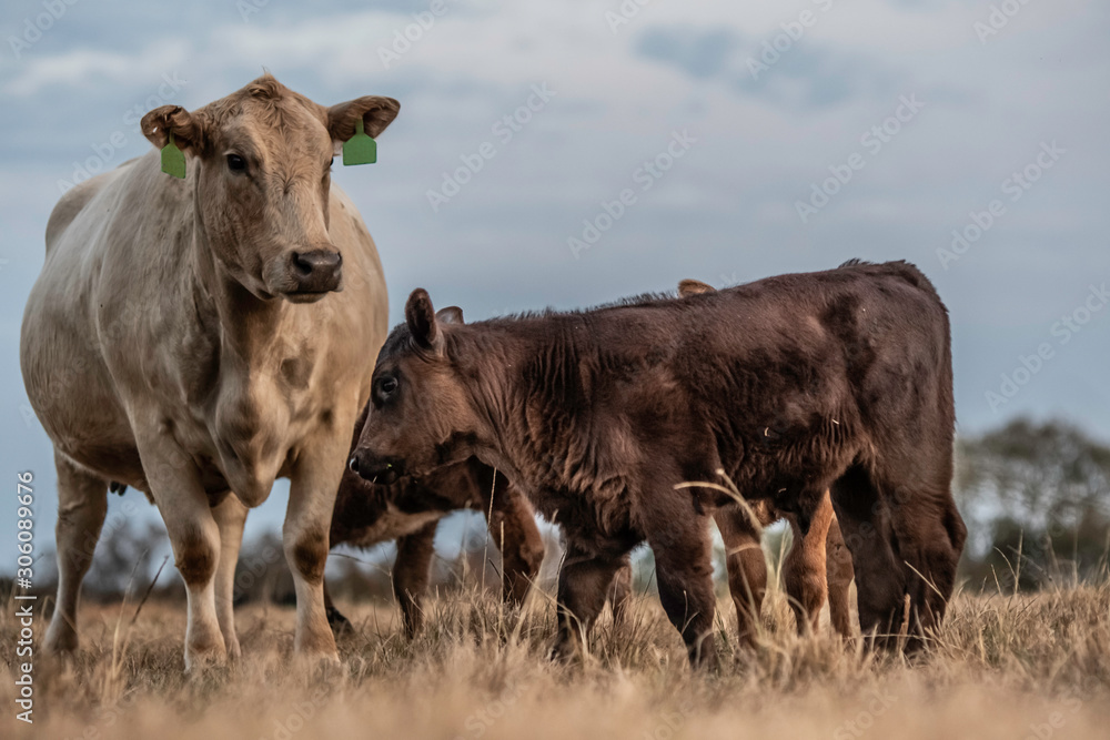 Cow and two calves close up low angle