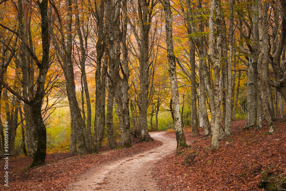 View of mountain road in the autumn wild forest