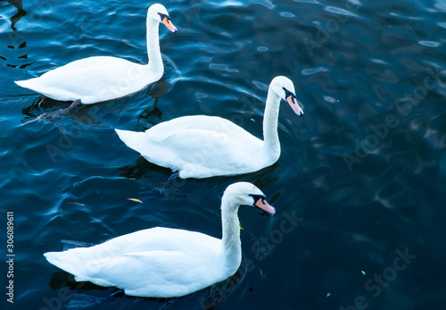 Three white swans  floating on water