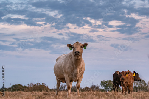 Fototapeta Naklejka Na Ścianę i Meble -  Brood cow and calves with clouds at dusk