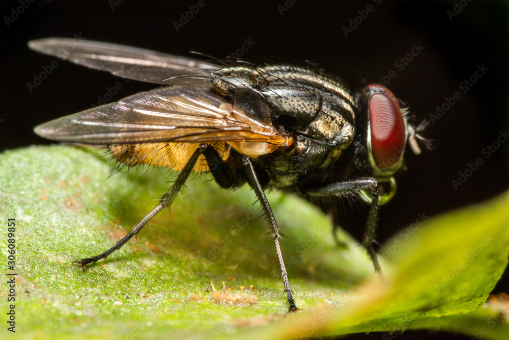 MACRO CLOSEUP SHOT OF HOUSE FLY MACRO CLOSEUP SHOT OF HOUSE FLY