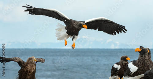 Adult Steller s sea eagle landed.  Scientific name  Haliaeetus pelagicus. Blue sky and ocean background.  Winter Season.