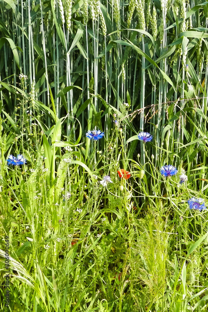 Meadow with poppy flowers as nature background. Meadow with poppy flowers as nature background.
