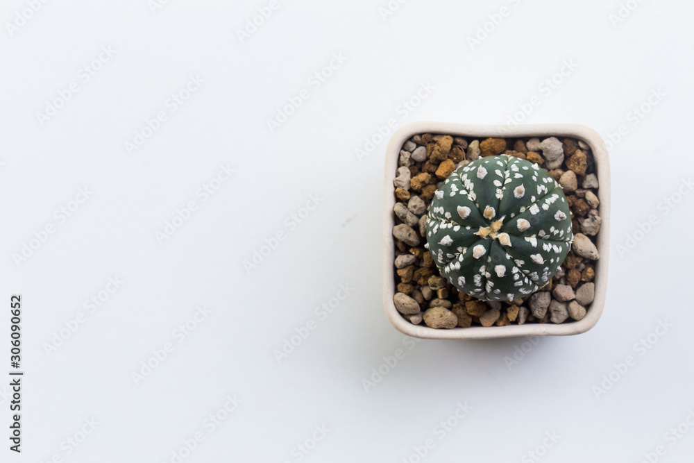 cactus on white background cactus on white background